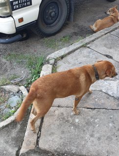 Brownie - Mixed Breed Dog