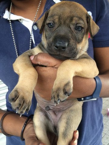 Rocky - Mixed Breed Dog