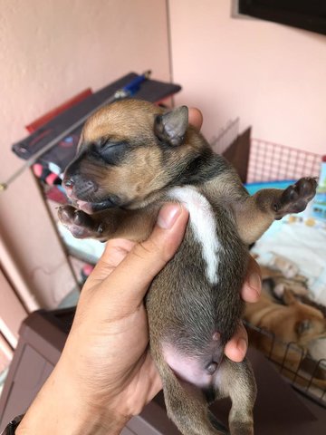 Beagle Lab Mix Male Puppies - Mixed Breed Dog