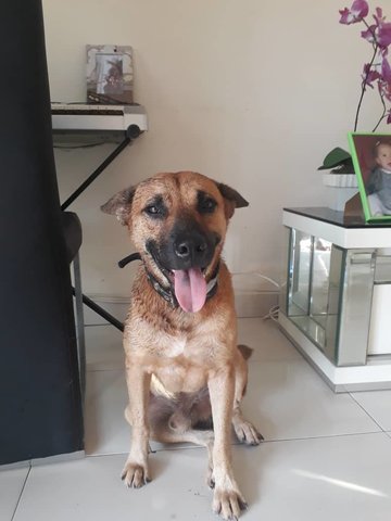 Becky - Mixed Breed Dog