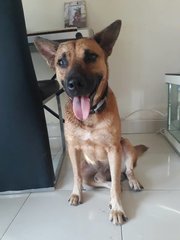 Becky - Mixed Breed Dog