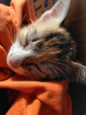 Kitty - Domestic Medium Hair Cat