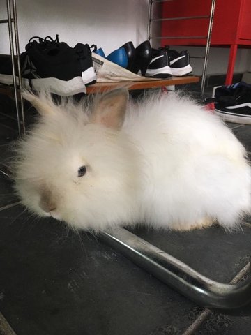 Mou Mou - Angora Rabbit + Lionhead Rabbit