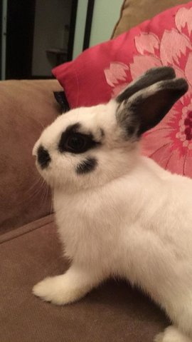 Bit Bit - Netherland Dwarf Rabbit