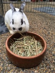 Bit Bit - Netherland Dwarf Rabbit