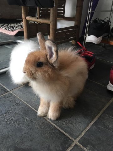 Brownie - Angora Rabbit Rabbit