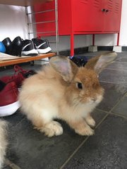 Brownie - Angora Rabbit Rabbit