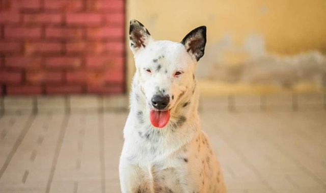 Shnowy - Mixed Breed Dog