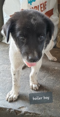 Boyler - Mixed Breed Dog