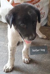 Boyler - Mixed Breed Dog