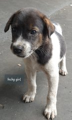 Baby (Adopted) - Mixed Breed Dog