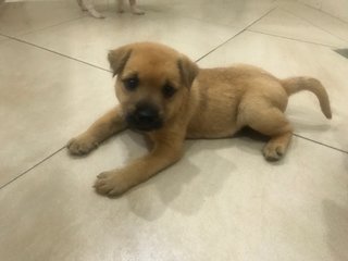 Gingerr - Mixed Breed Dog