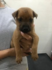 Jerry - Mixed Breed Dog