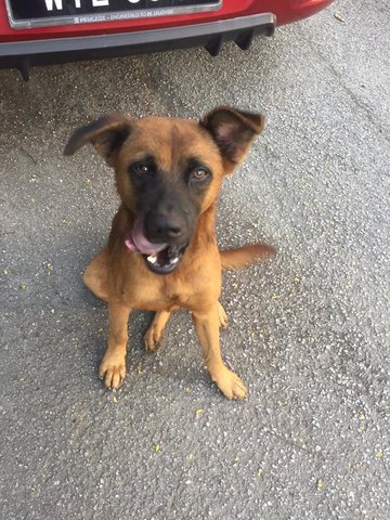 Choco - Mixed Breed Dog