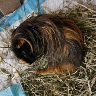 (Found) Guinea Pig - Guinea Pig Small & Furry