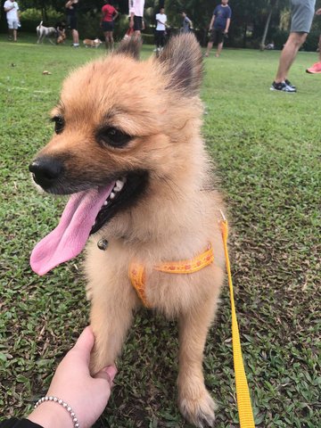 Cookie - Pomeranian Dog