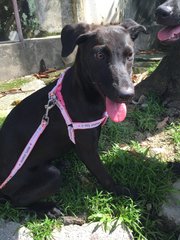 Sweet Pea - Labrador Retriever Mix Dog