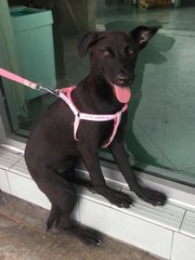 Sweet Pea - Labrador Retriever Mix Dog