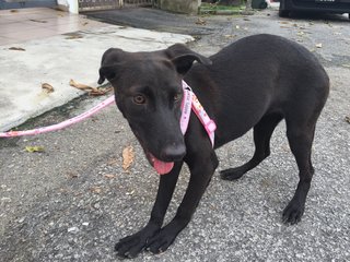 Sweet Pea - Labrador Retriever Mix Dog