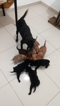 8 Pups - Mixed Breed Dog