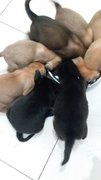 8 Pups - Mixed Breed Dog