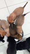 8 Pups - Mixed Breed Dog