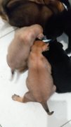 8 Pups - Mixed Breed Dog