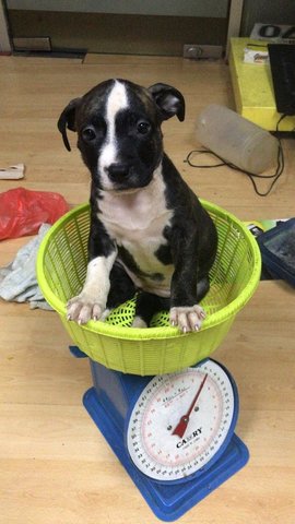 Pitbull Puppies - Pit Bull Terrier Dog
