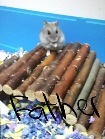 Hamster Pups For Adoption - Roborovsky's Hamster Hamster