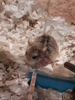 Hamster Pups For Adoption - Roborovsky's Hamster Hamster