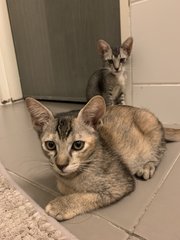 Tantan - Abyssinian + Ocicat Cat