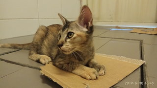 Tantan - Abyssinian + Ocicat Cat