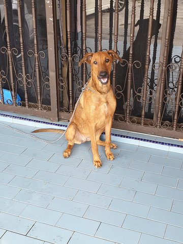 Moo Moo - Doberman Pinscher Mix Dog