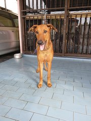 Moo Moo - Doberman Pinscher Mix Dog