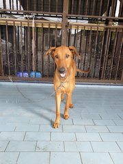 Moo Moo - Doberman Pinscher Mix Dog