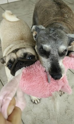 Kyra &amp; Jack - Pug + Schnauzer Dog