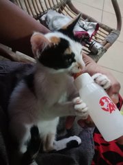 Angel (Kitten) - Calico Cat