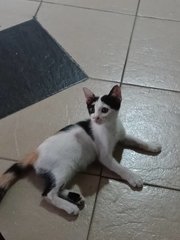 Angel (Kitten) - Calico Cat