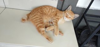 Orange - Tabby + Persian Cat