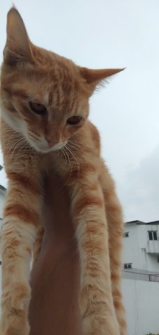 Orange - Tabby + Persian Cat