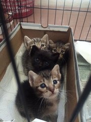 Og Kittens - Domestic Medium Hair Cat