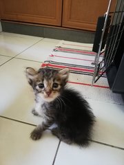 Og Kittens - Domestic Medium Hair Cat