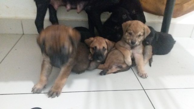 Fatt Pups - Mixed Breed Dog