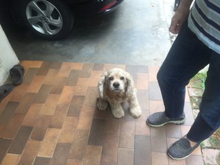 Max  - Cocker Spaniel Dog