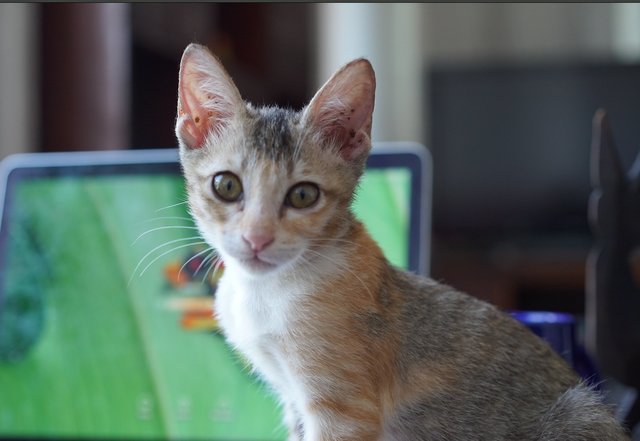 Angelina - Calico + Domestic Short Hair Cat