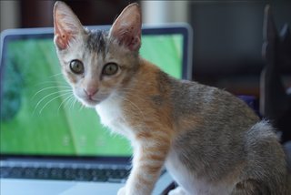 Angelina - Calico + Domestic Short Hair Cat