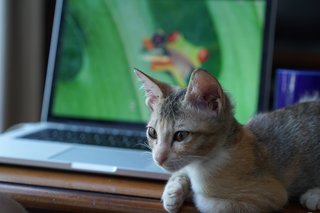 Angelina - Calico + Domestic Short Hair Cat