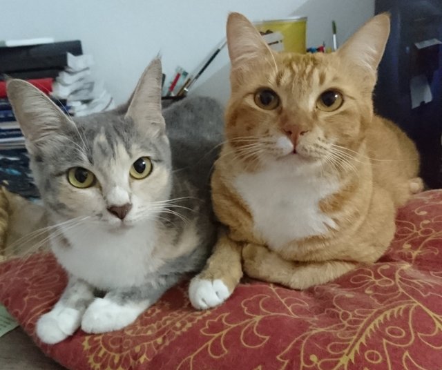 Renata &amp; Mufasa - Domestic Medium Hair Cat