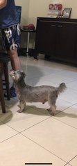 Shino - Schnauzer Dog