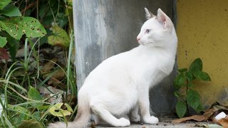 PF94745 - Siamese + Domestic Medium Hair Cat